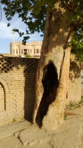 L'albero della vita di Erbil