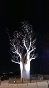 Il Boab Tree